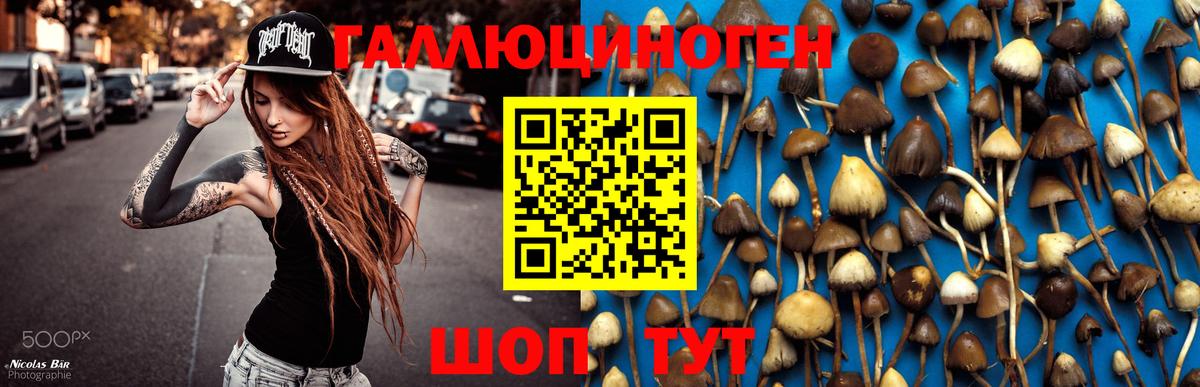 Галлюциногенные грибы мицелий  Норильск  Псилоцибиновые грибы Cubensis 